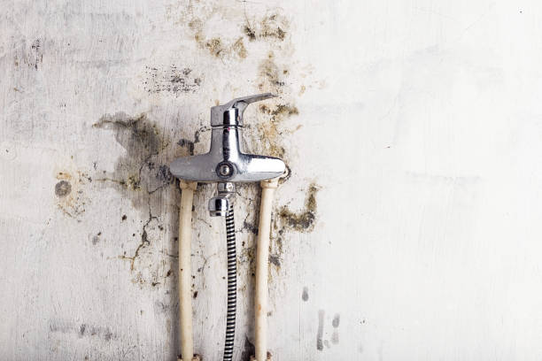 Best Mold Removal Near Me  in Shrewsbury, MO