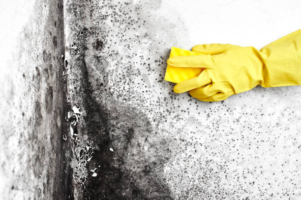 Best Local Mold Removal Service  in Shrewsbury, MO