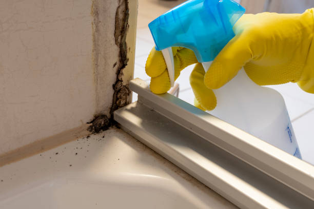 Best Black Mold Removal  in Shrewsbury, MO