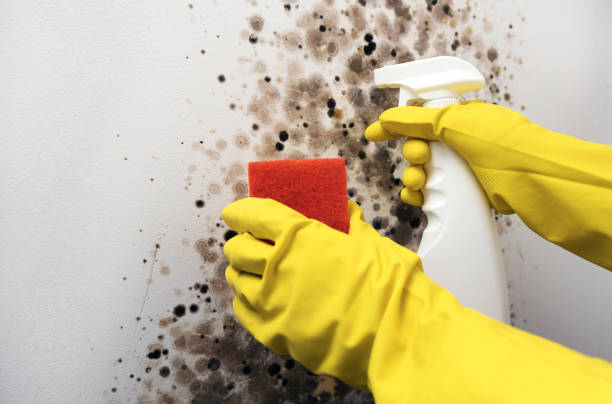 Best Toxic Mold Removal  in Shrewsbury, MO
