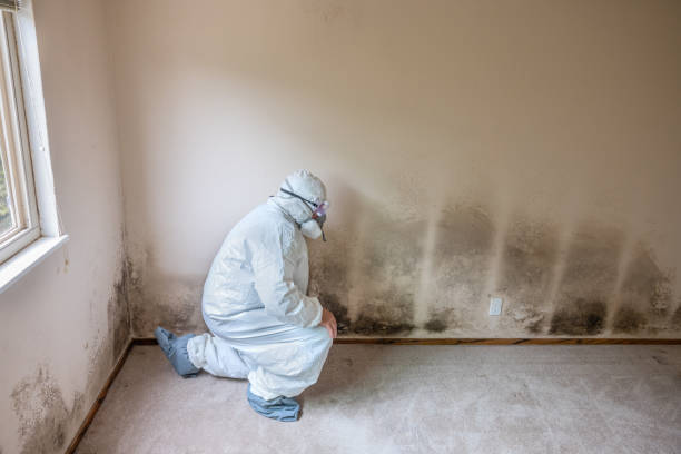 Best Mold Cleaning Services  in Shrewsbury, MO