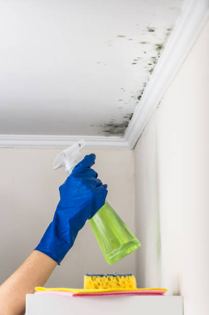 Attic Mold Removal in Shrewsbury, MO