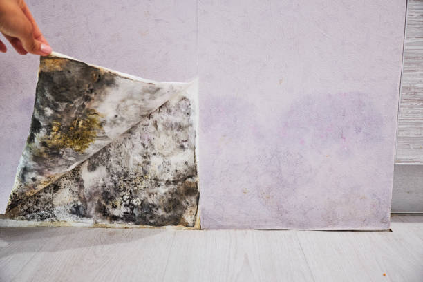 Best Best Mold Removal Companies  in Shrewsbury, MO